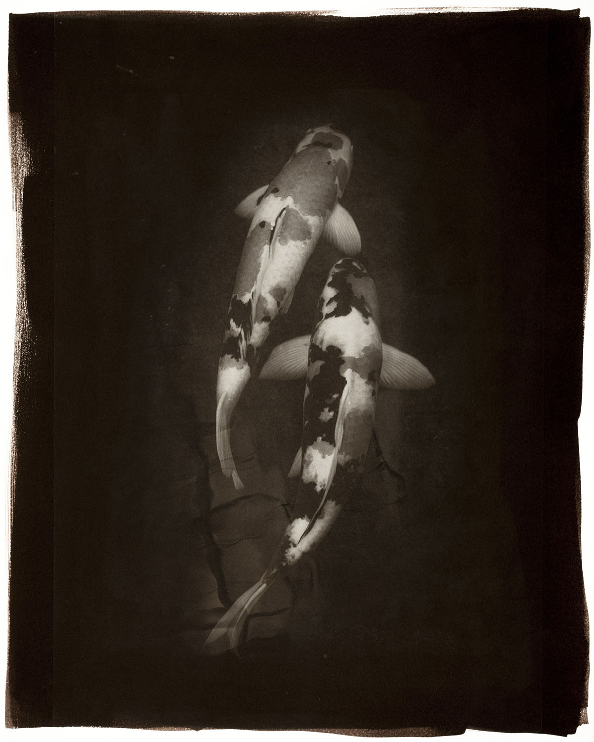 大和田良写真展「UNDERWATER 大和田 良　Ryo OHWADA」